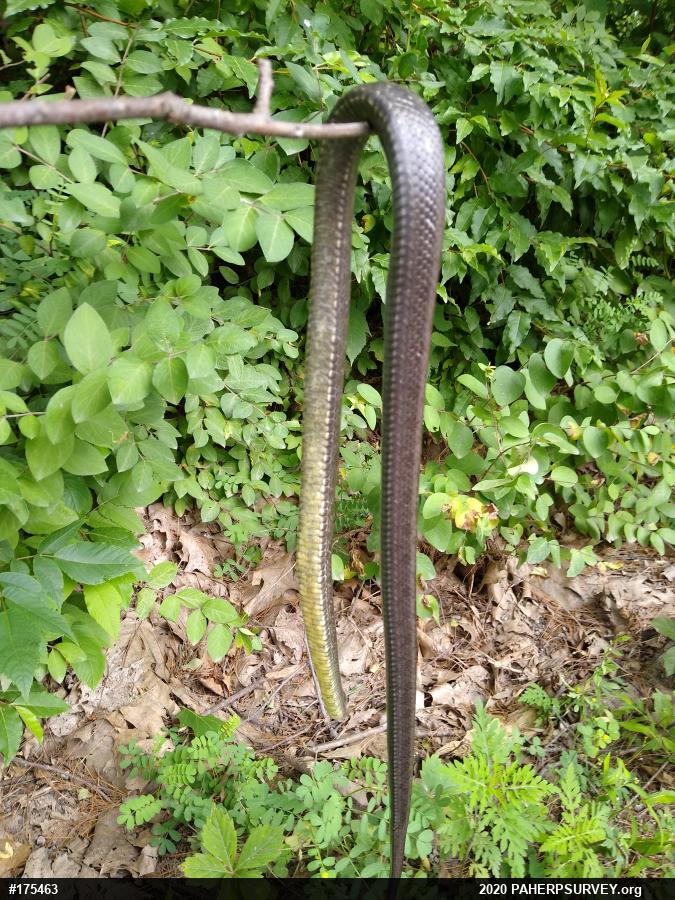 Eastern Ratsnake