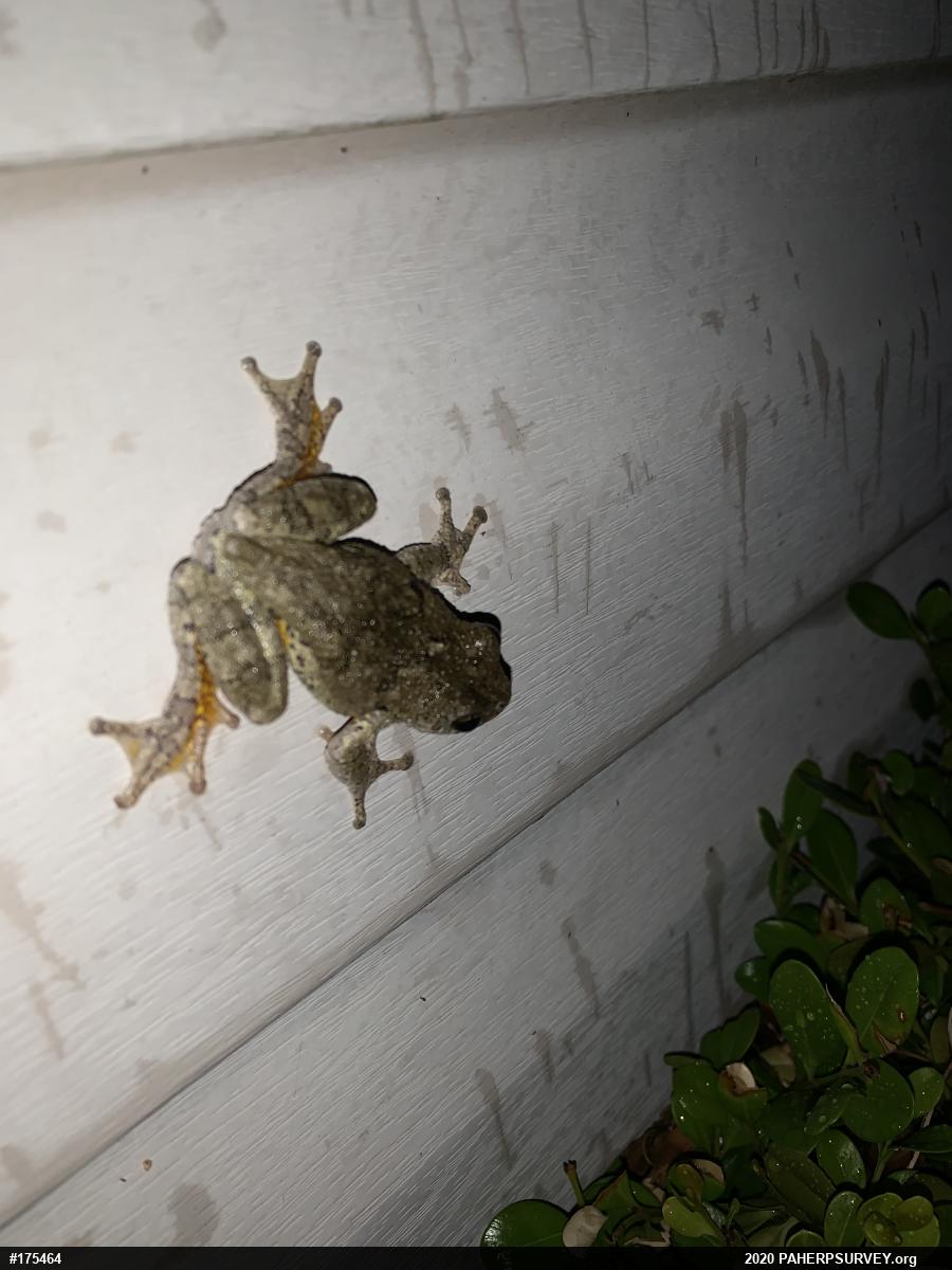 Unknown Gray Treefrog