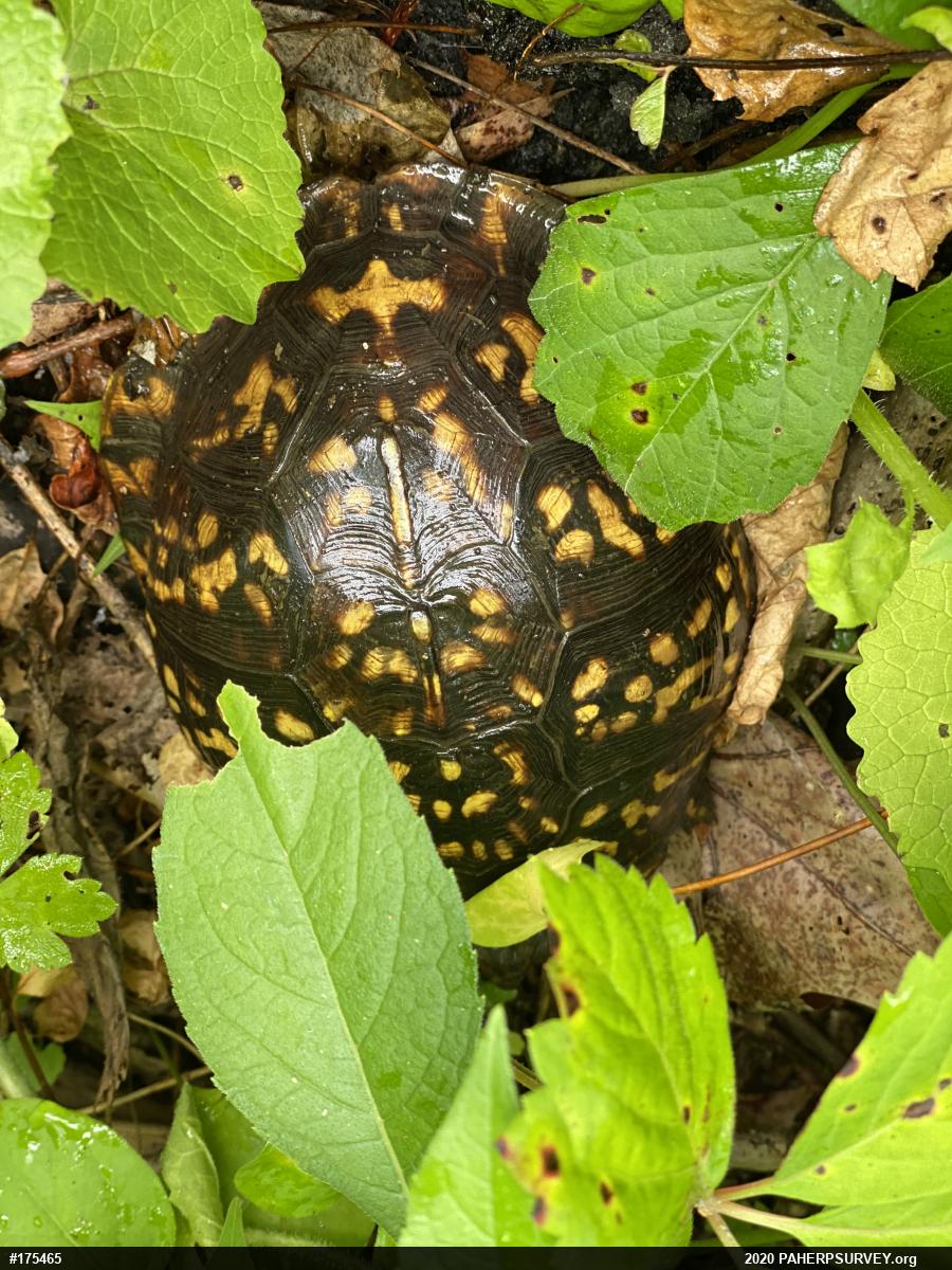 Eastern Box Turtle