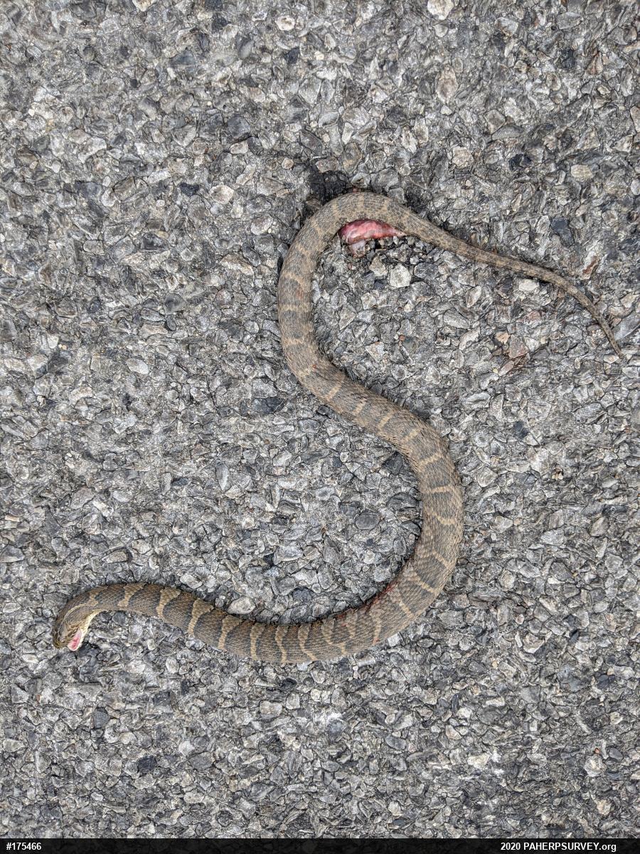 Northern Watersnake
