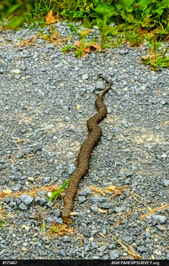 Northern Watersnake