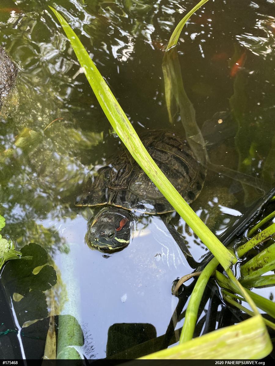 Red-eared Slider