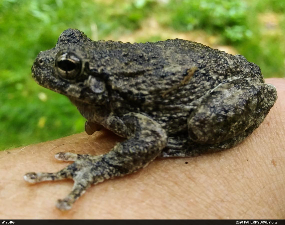 Unknown Gray Treefrog