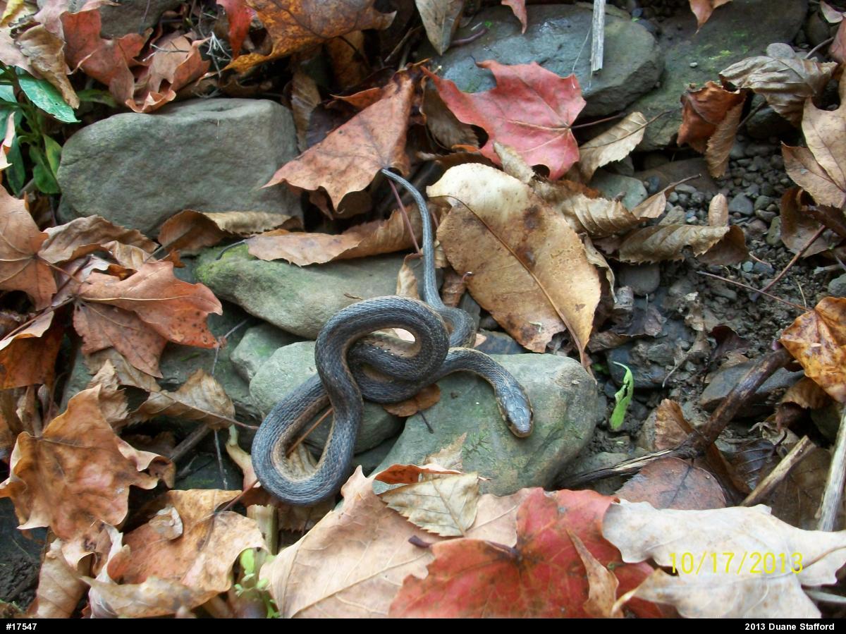 Eastern Gartersnake