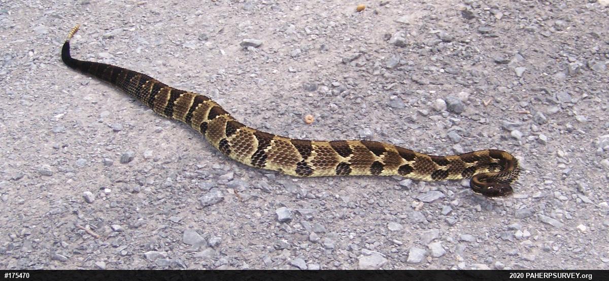 Timber Rattlesnake