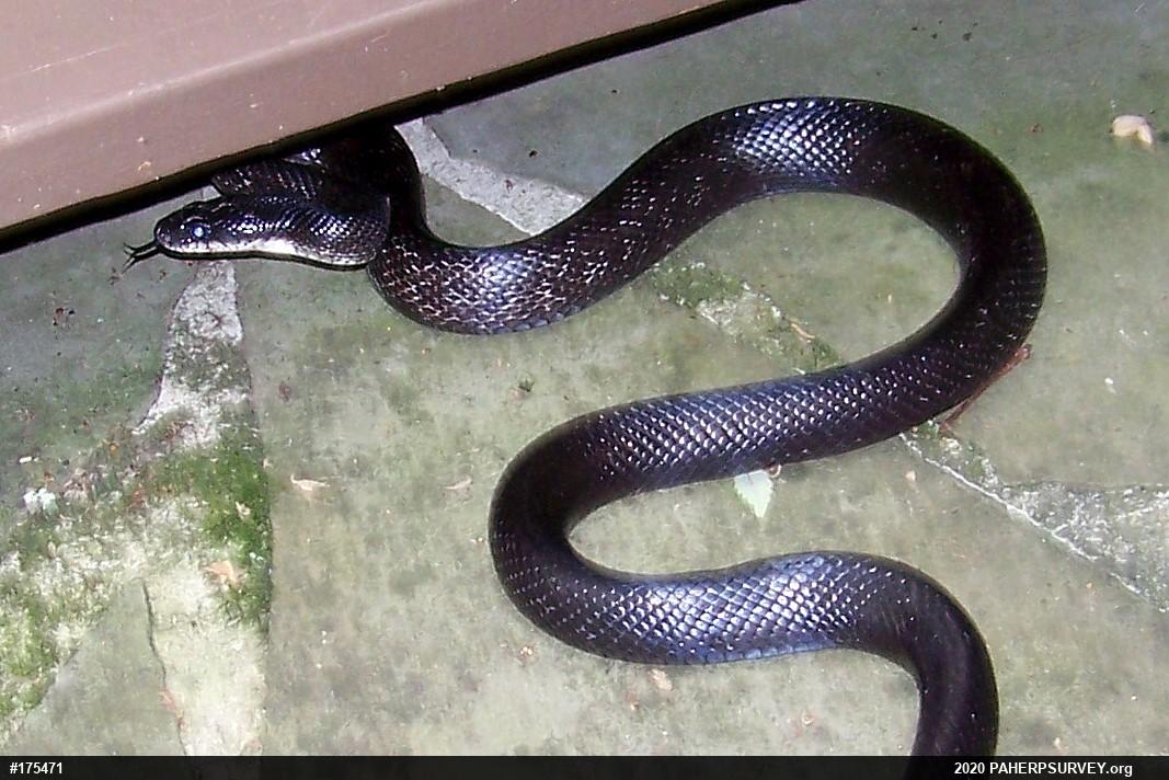 Eastern Ratsnake