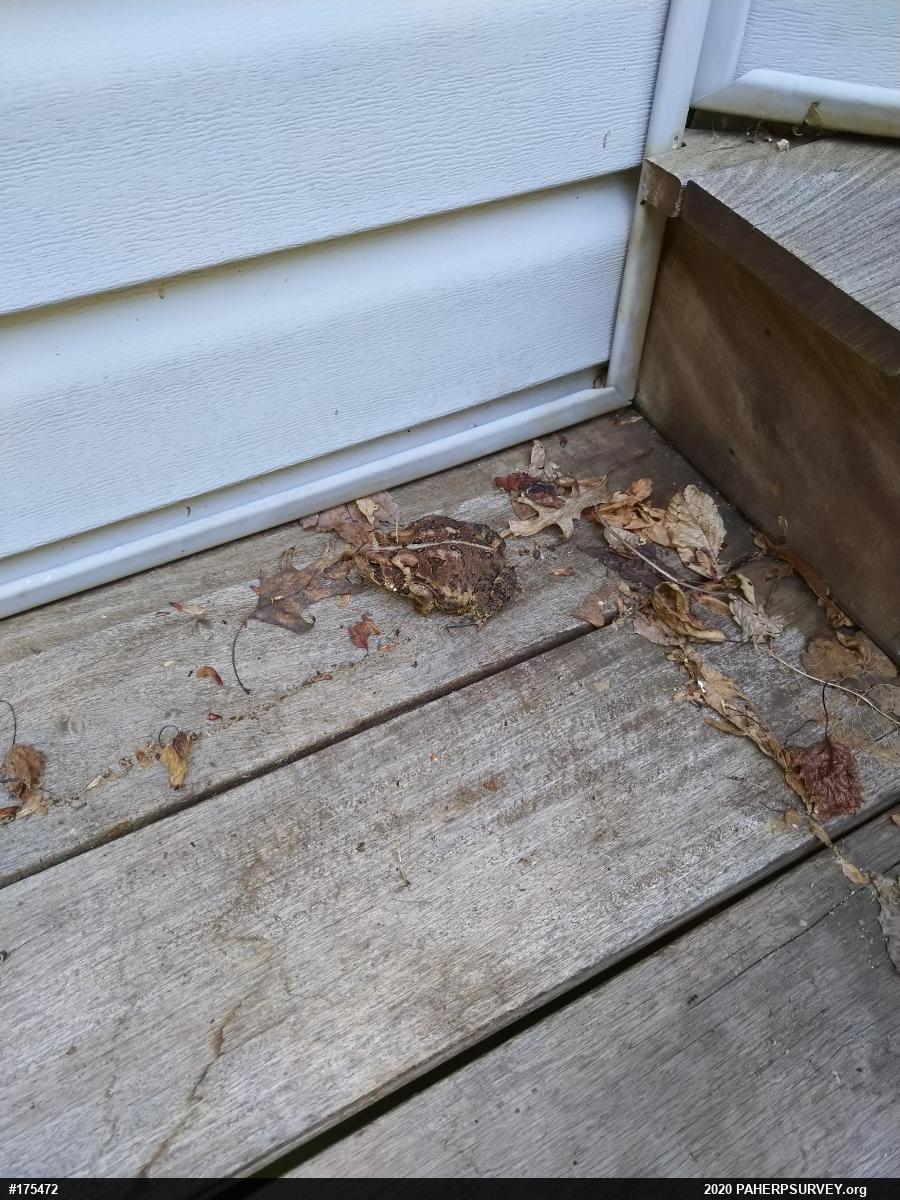 Eastern American Toad