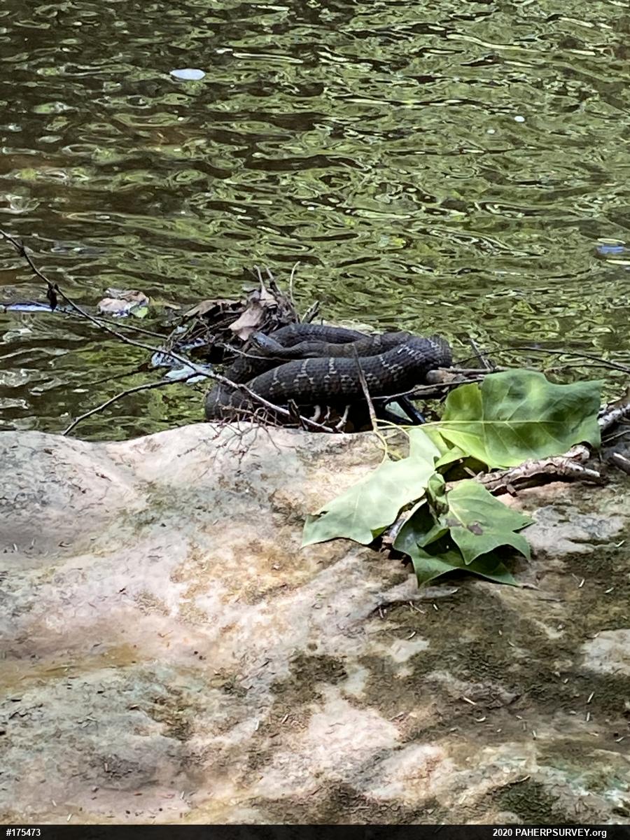 Northern Watersnake