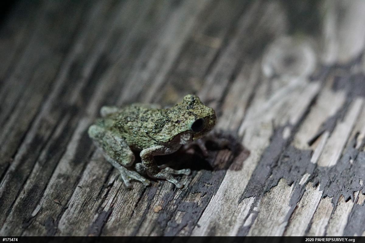 Unknown Gray Treefrog