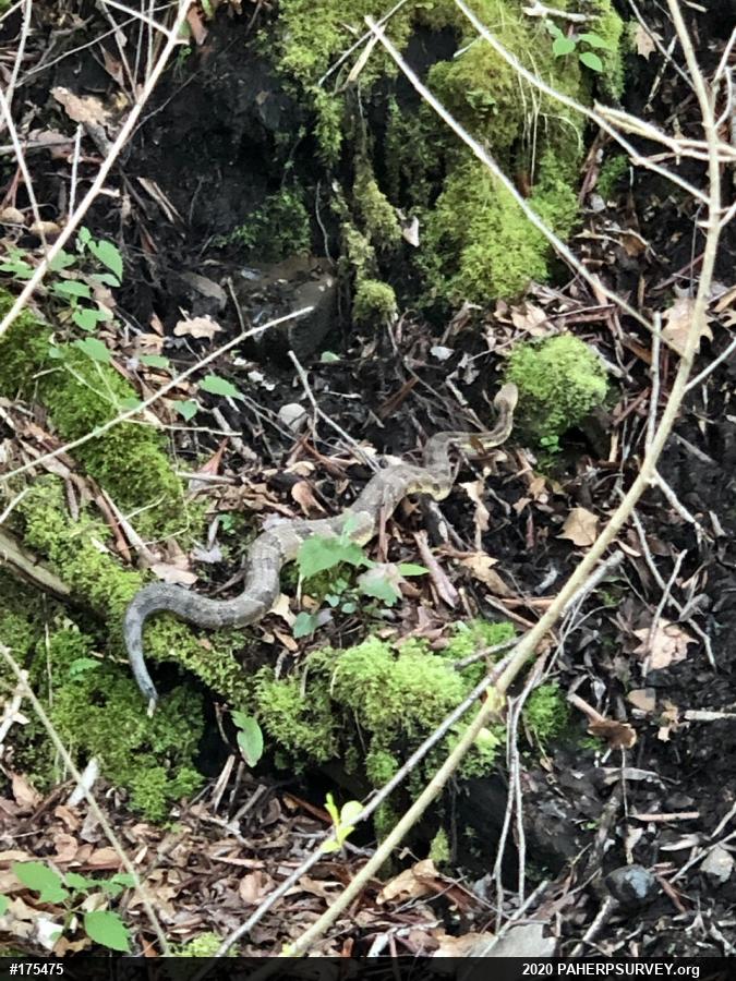 Timber Rattlesnake