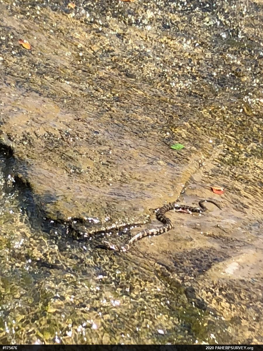 Northern Watersnake