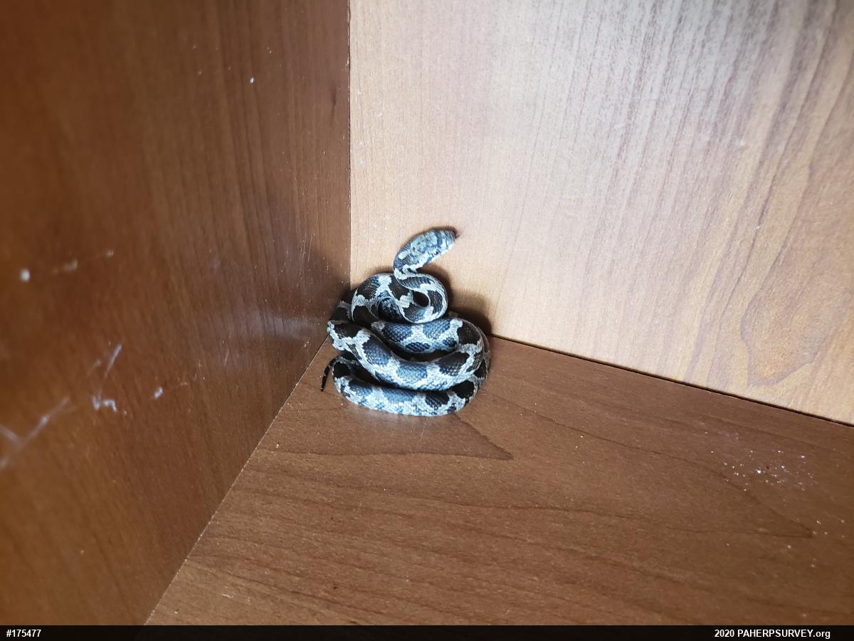 Eastern Ratsnake