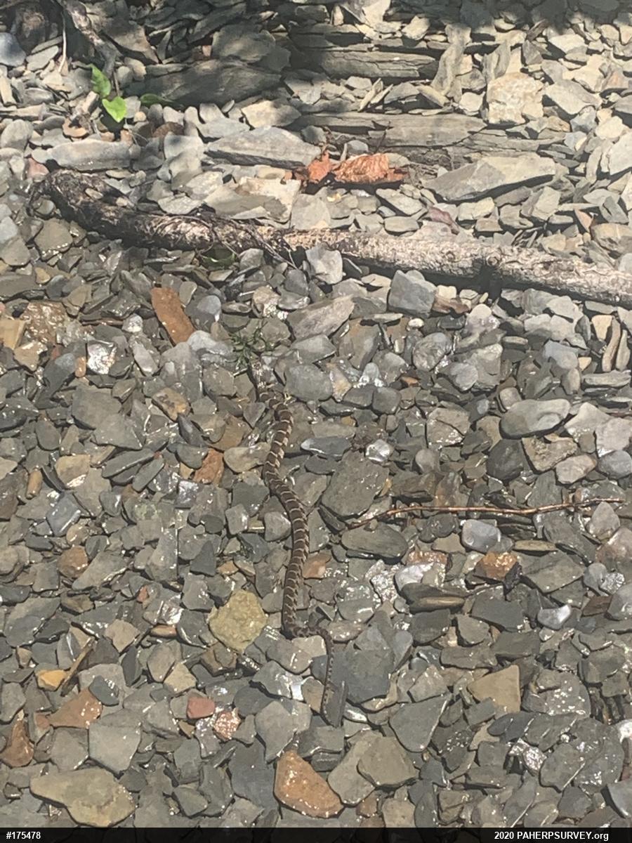 Northern Watersnake