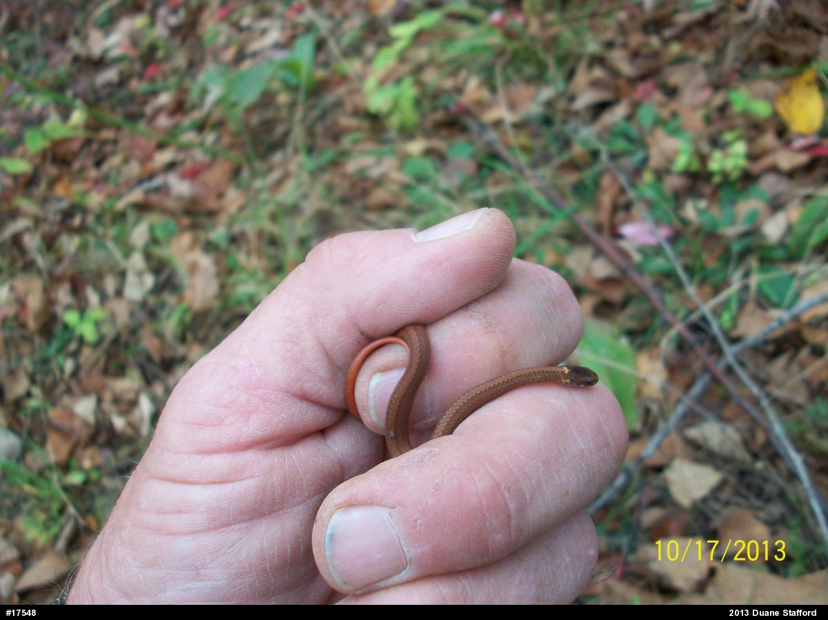 Red-bellied Snake