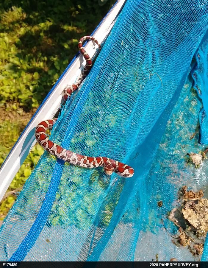 Eastern Milksnake
