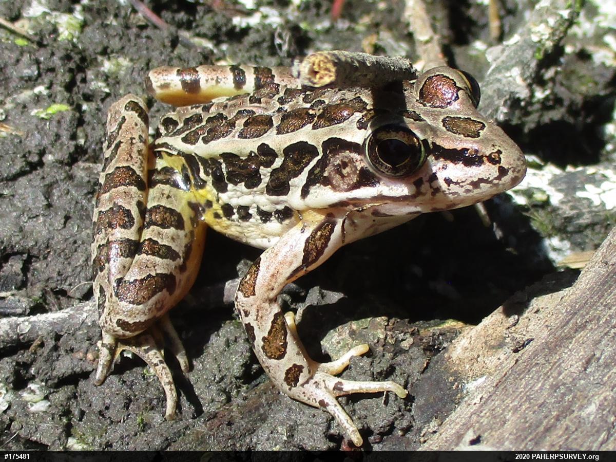 Pickerel Frog