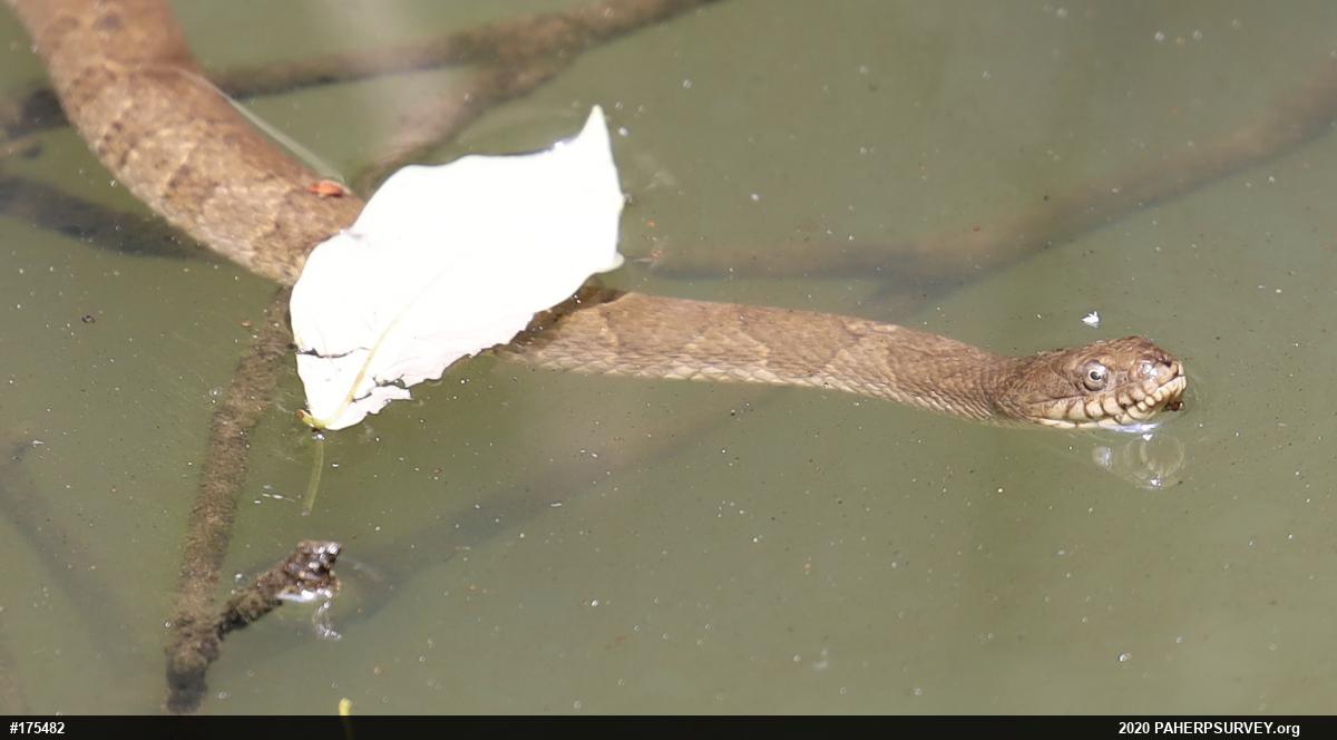 Northern Watersnake
