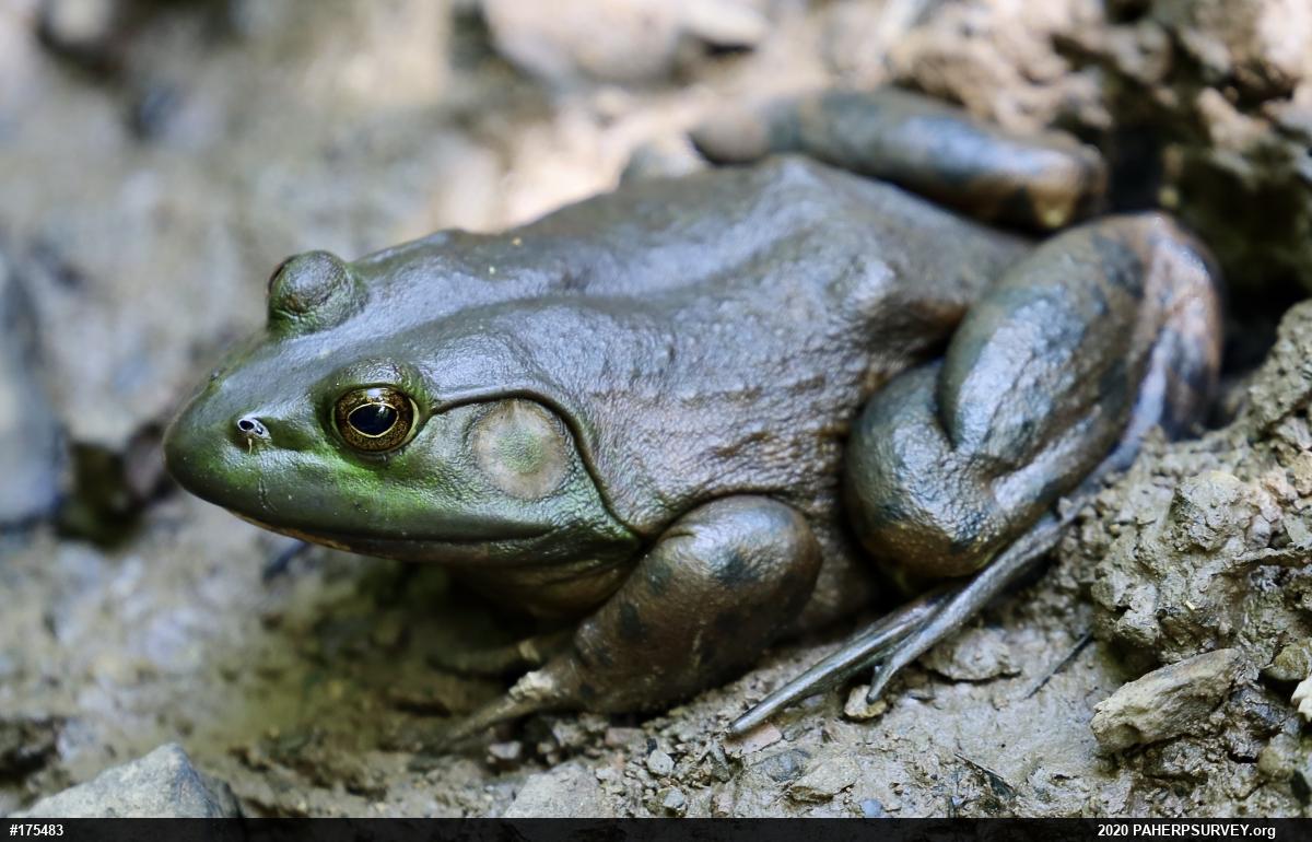 American Bullfrog