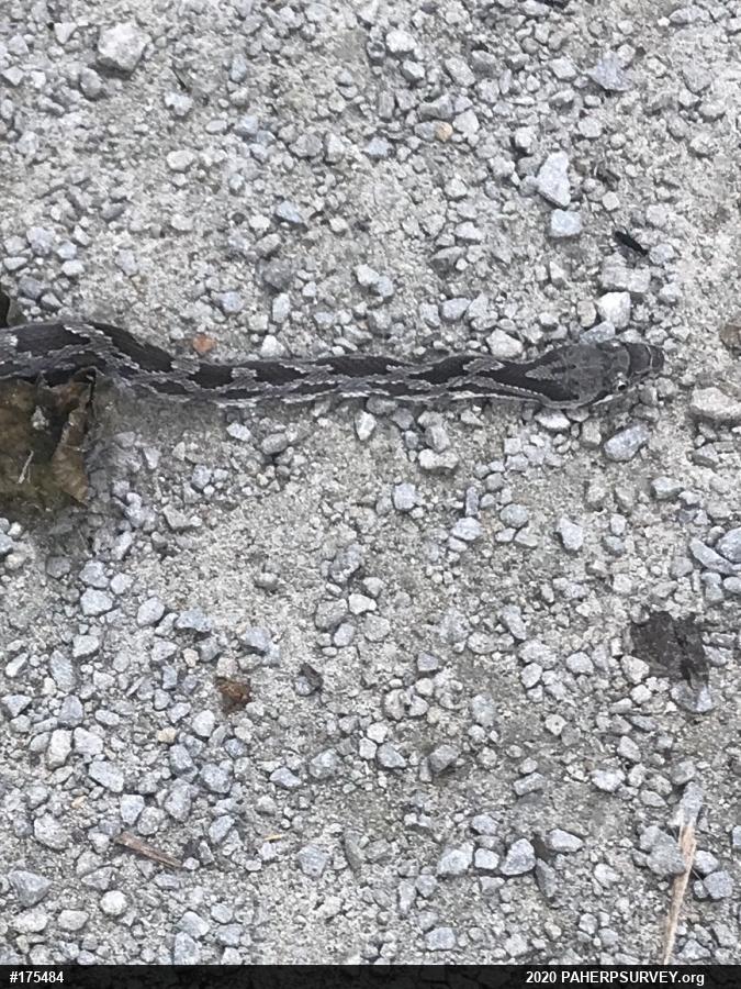 Eastern Ratsnake