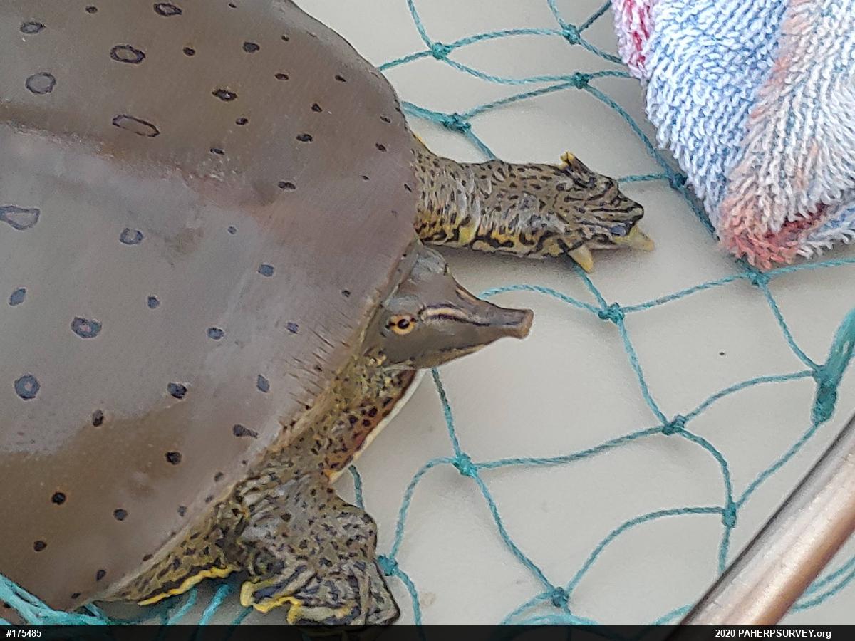 Eastern Spiny Softshell