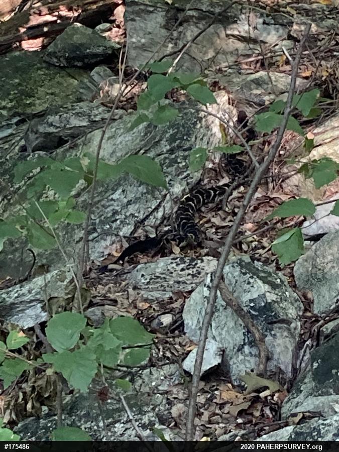 Timber Rattlesnake