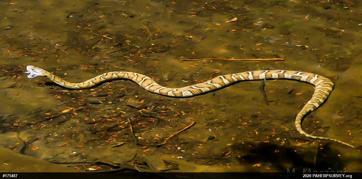 Northern Watersnake