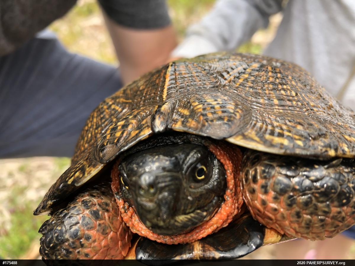 Wood Turtle