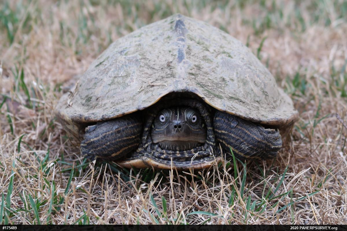 Northern Map Turtle