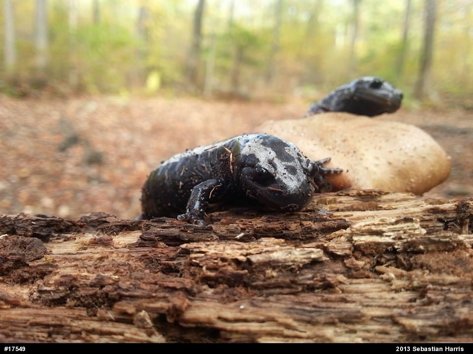 Marbled Salamander