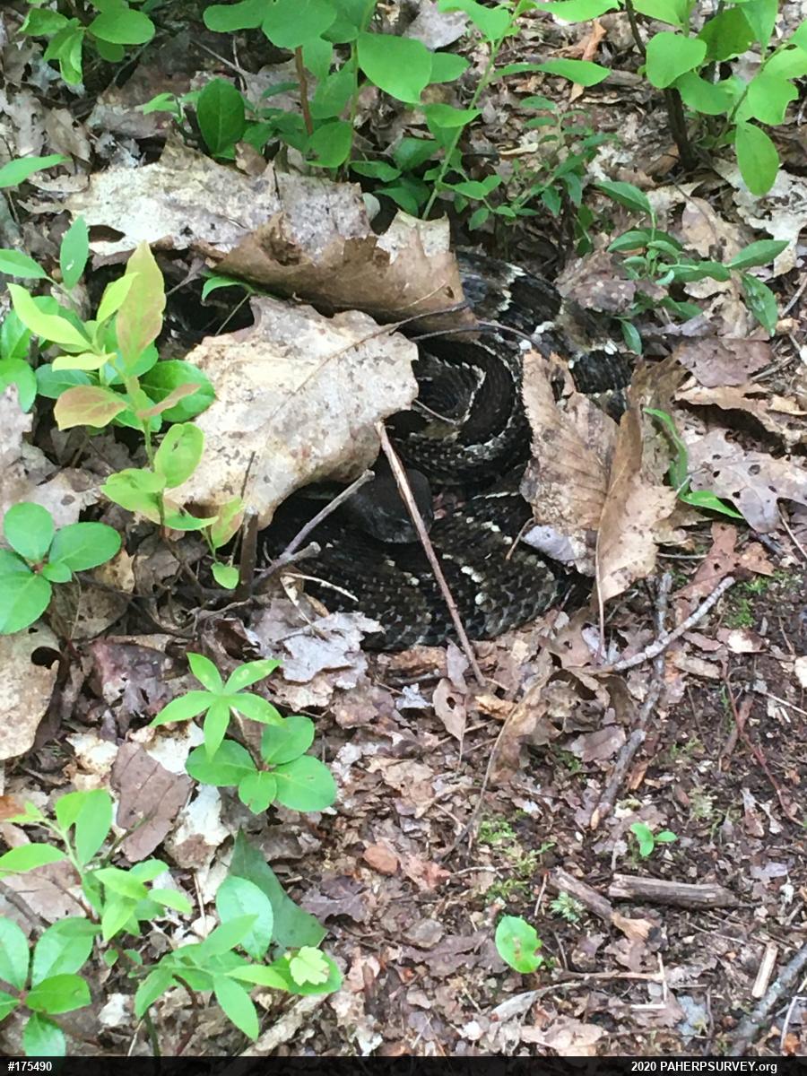 Timber Rattlesnake