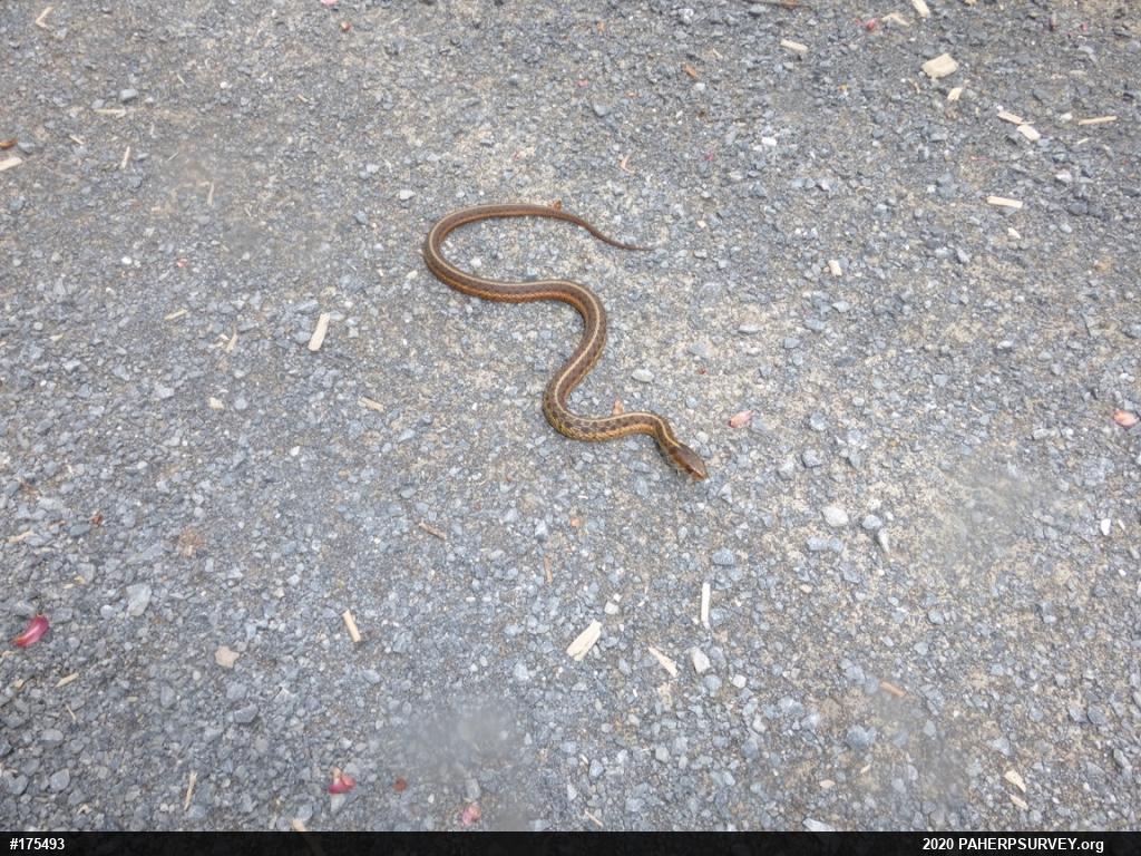 Eastern Gartersnake