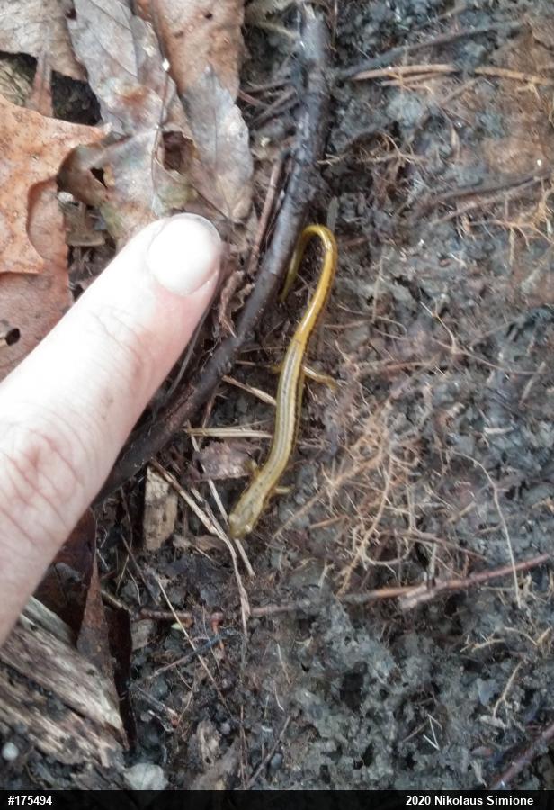 Northern Two-lined Salamander