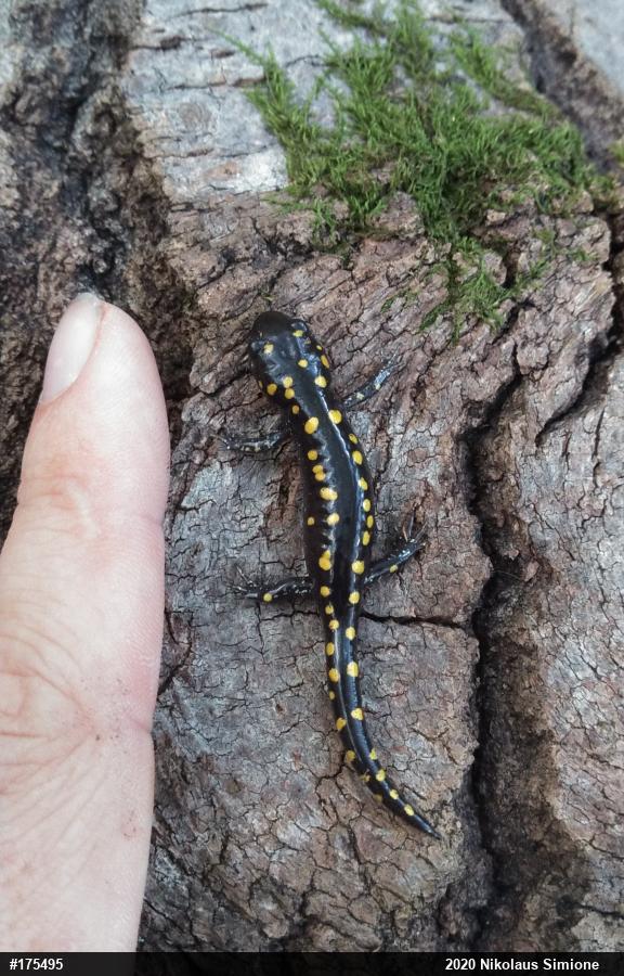 Spotted Salamander