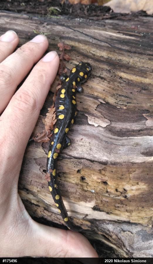 Spotted Salamander