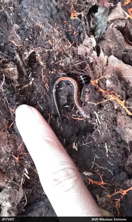 Eastern Red-backed  Salamander