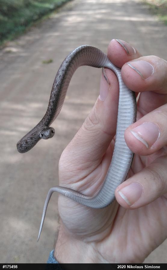 Dekay's Brownsnake