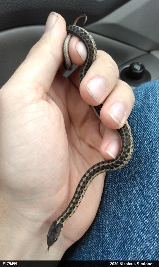 Eastern Gartersnake