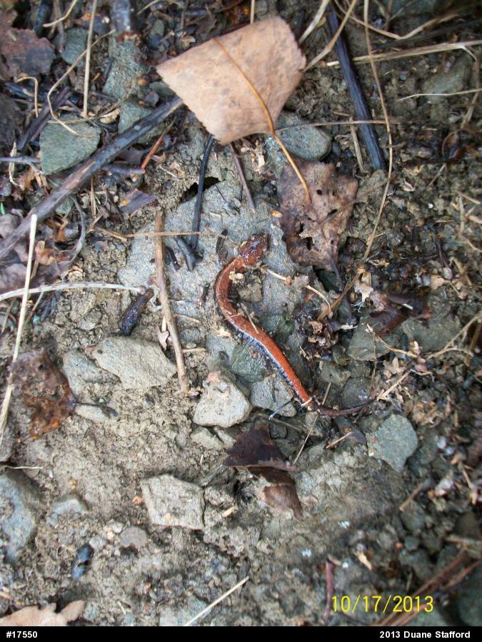 Eastern Red-backed  Salamander