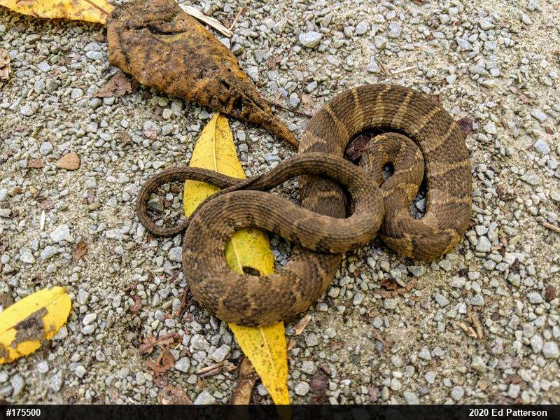 Northern Watersnake