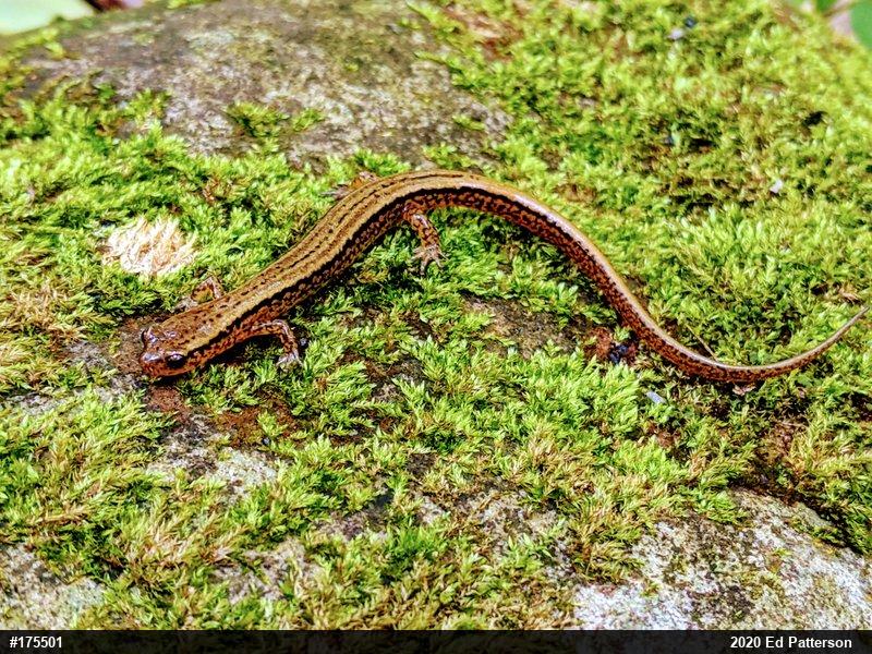 Northern Two-lined Salamander