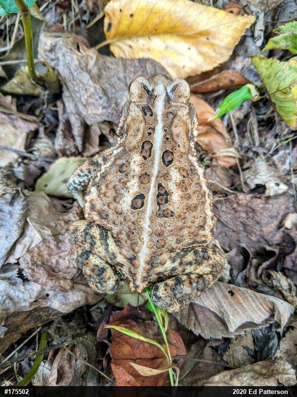 Eastern American Toad