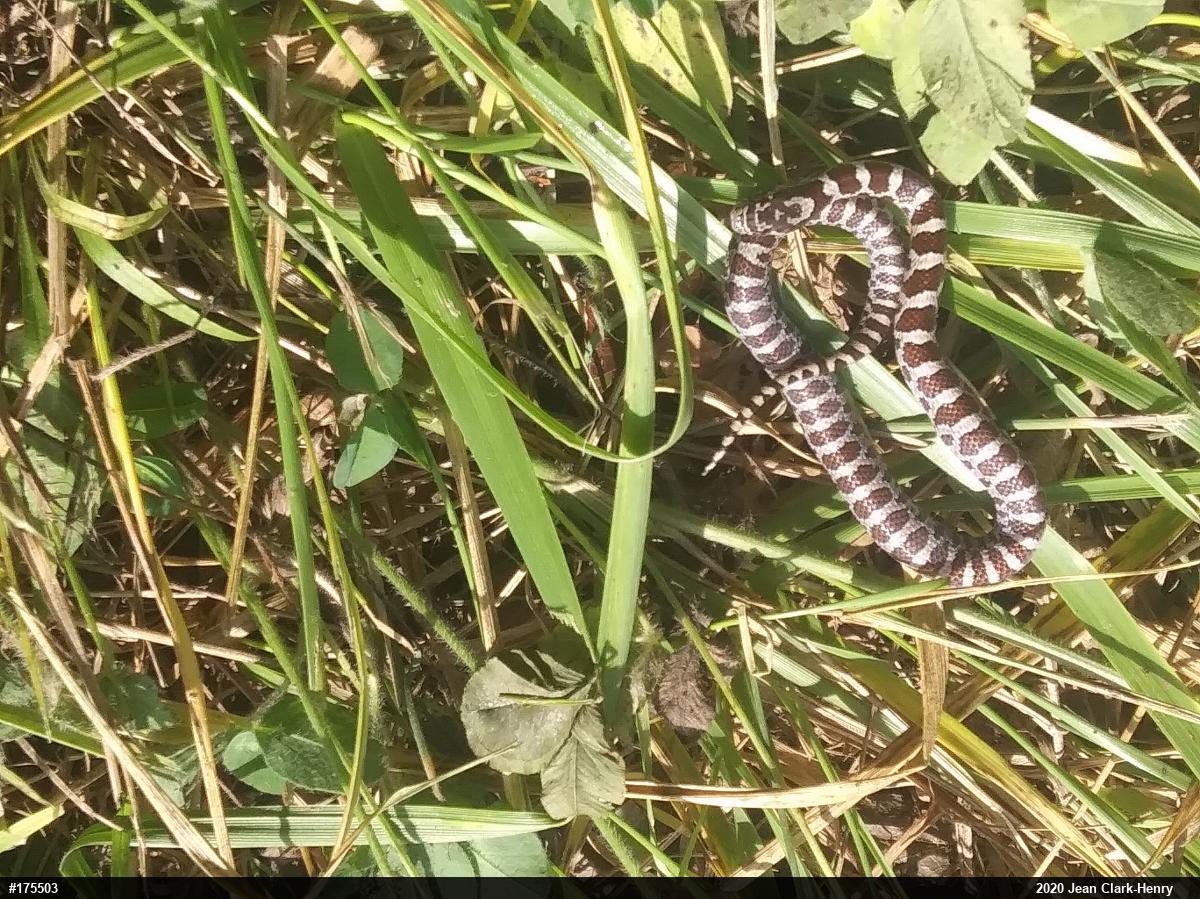 Eastern Milksnake