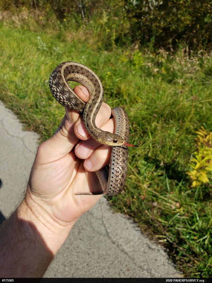 Eastern Gartersnake