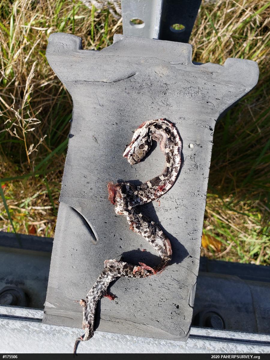 Eastern Ratsnake