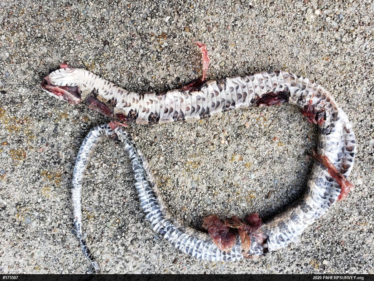 Northern Watersnake