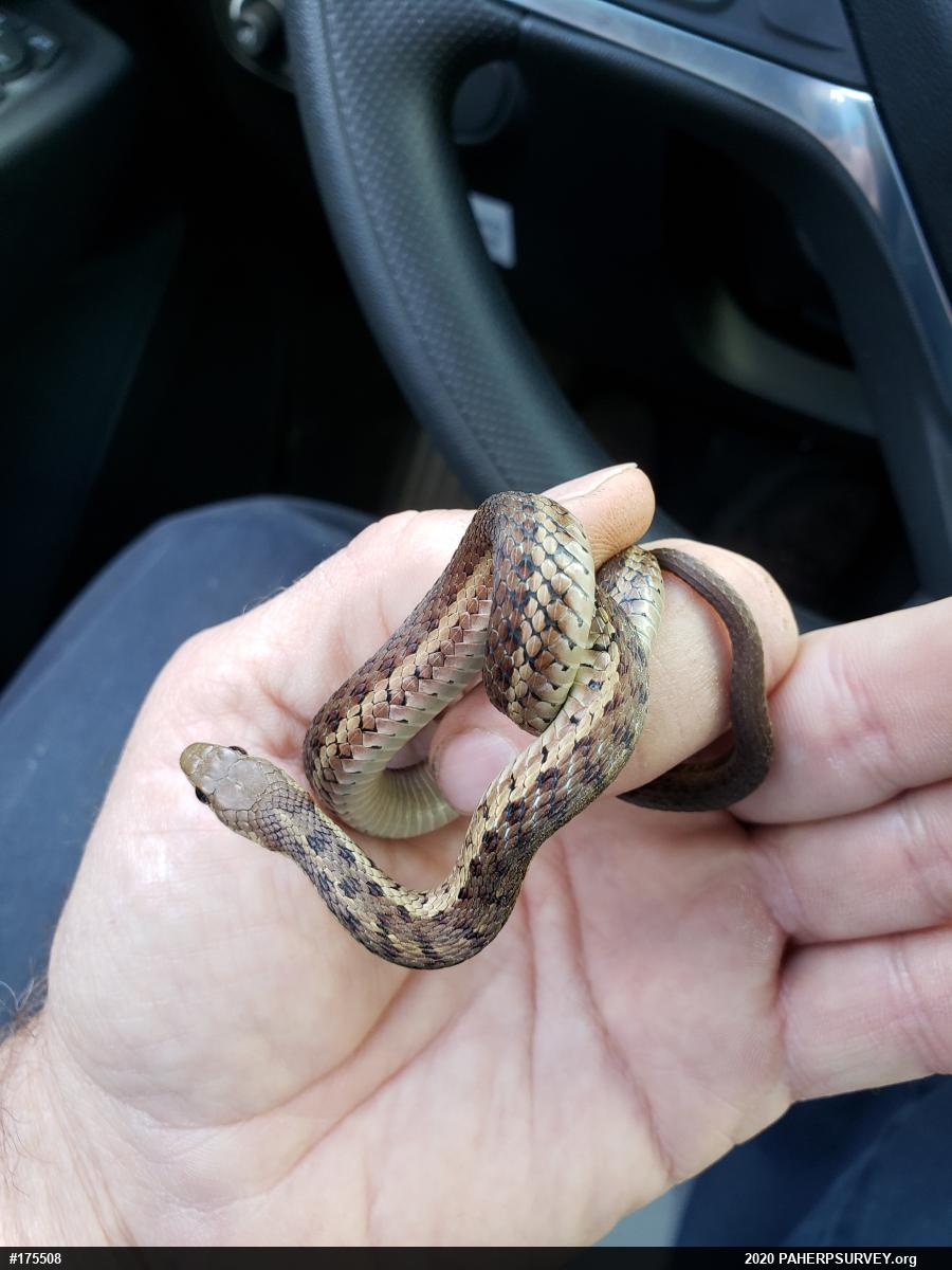 Eastern Gartersnake