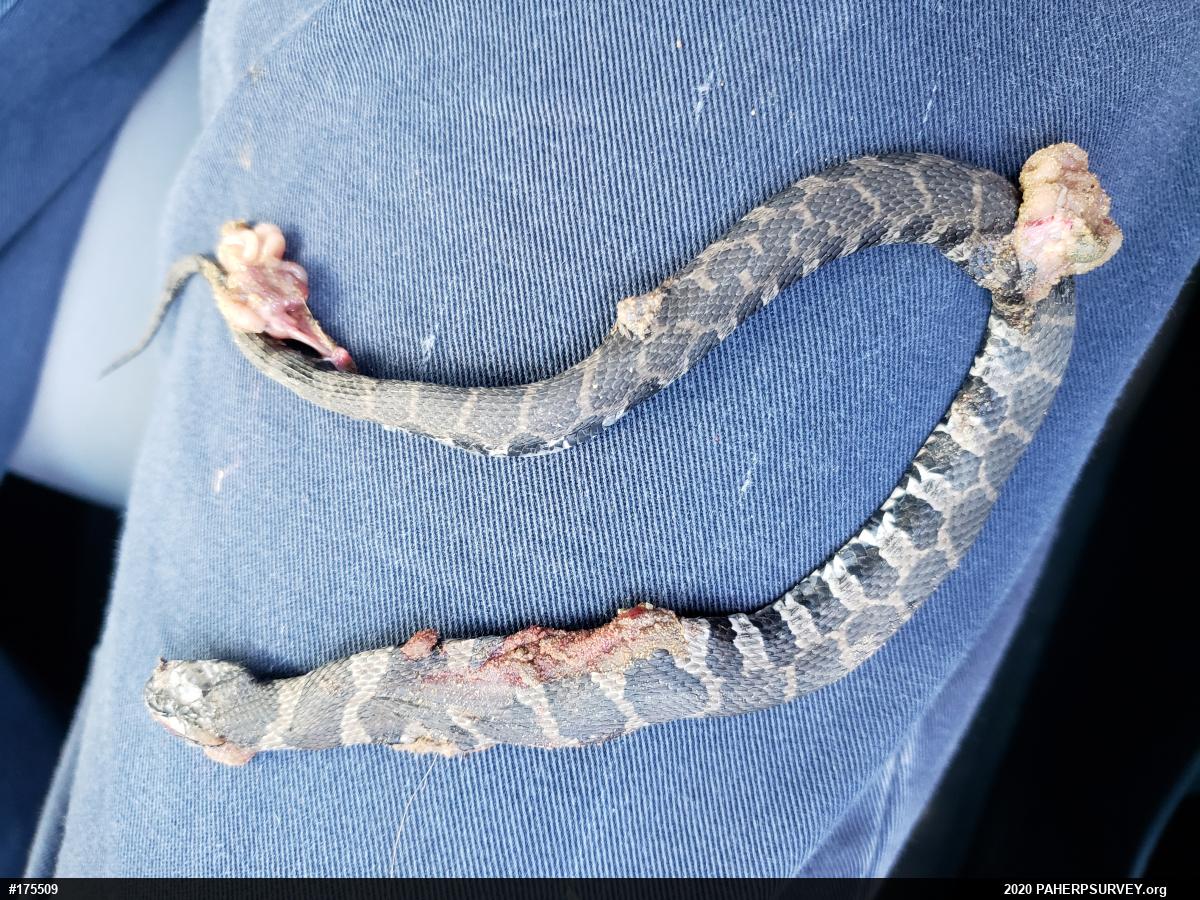 Northern Watersnake