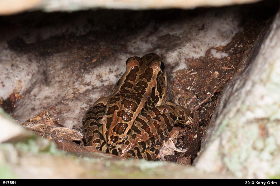 Pickerel Frog