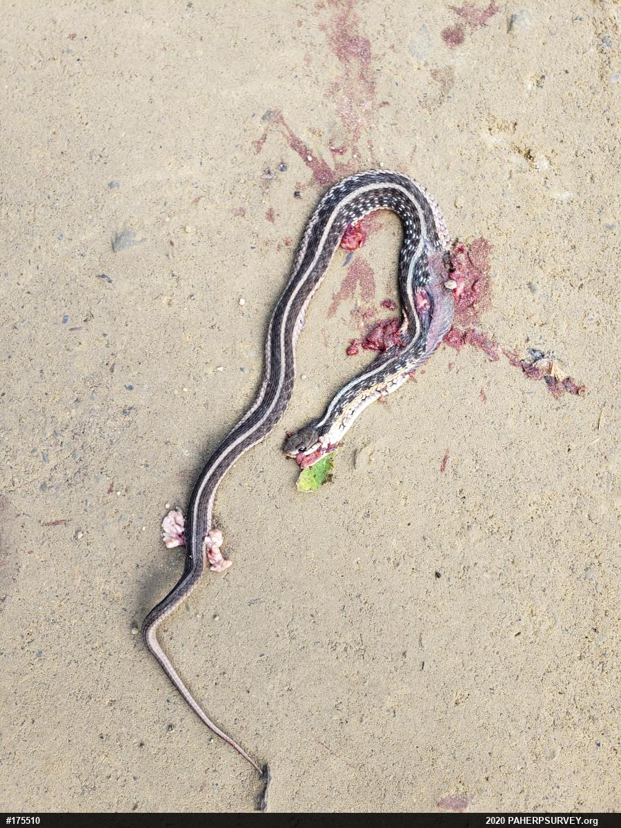Eastern Gartersnake
