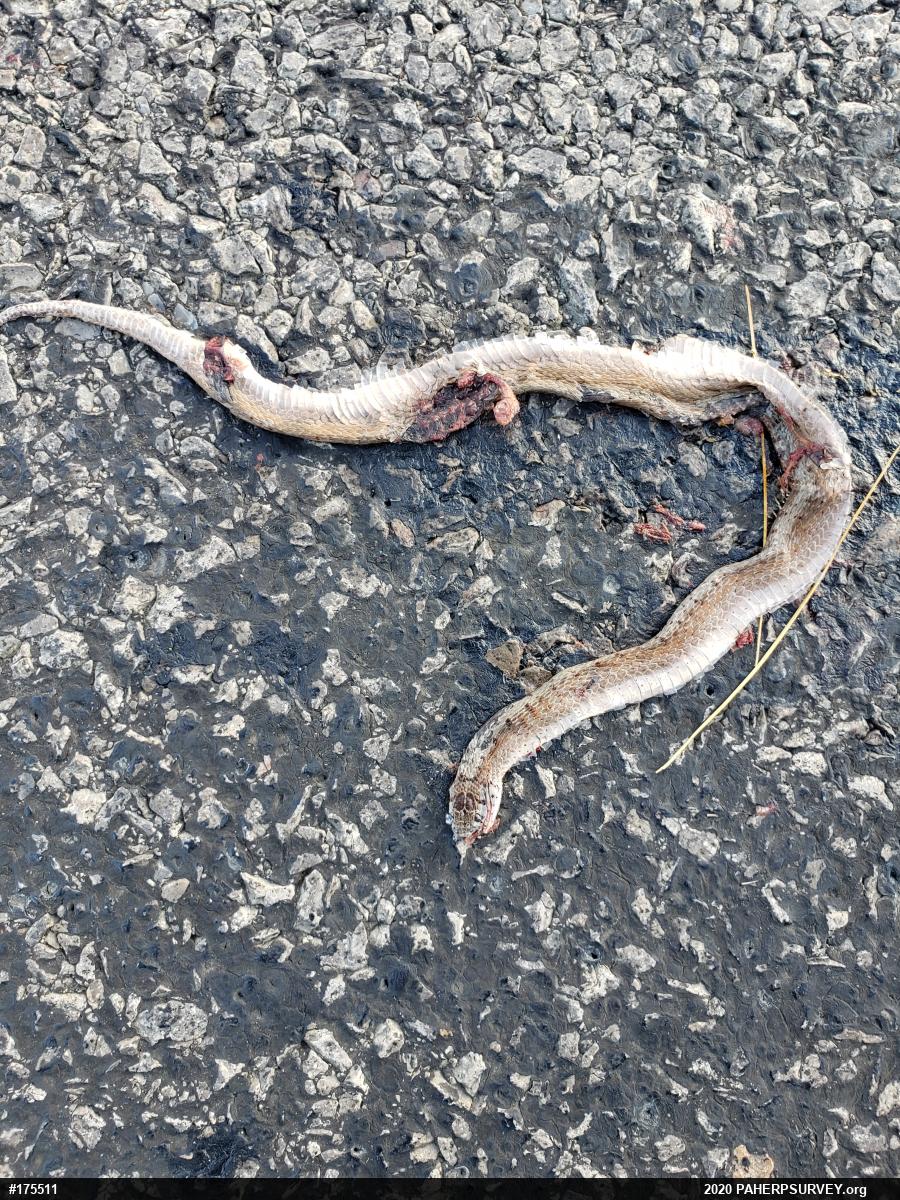 Dekay's Brownsnake